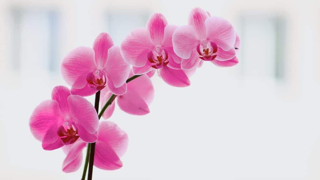 L'orchidée de mariage