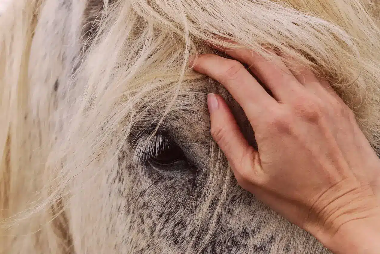 Wavy naturel : une main sur un visage de cheval blanc.